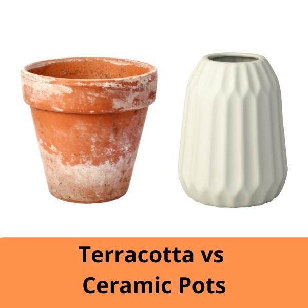 Terracotta vs Ceramic Pots